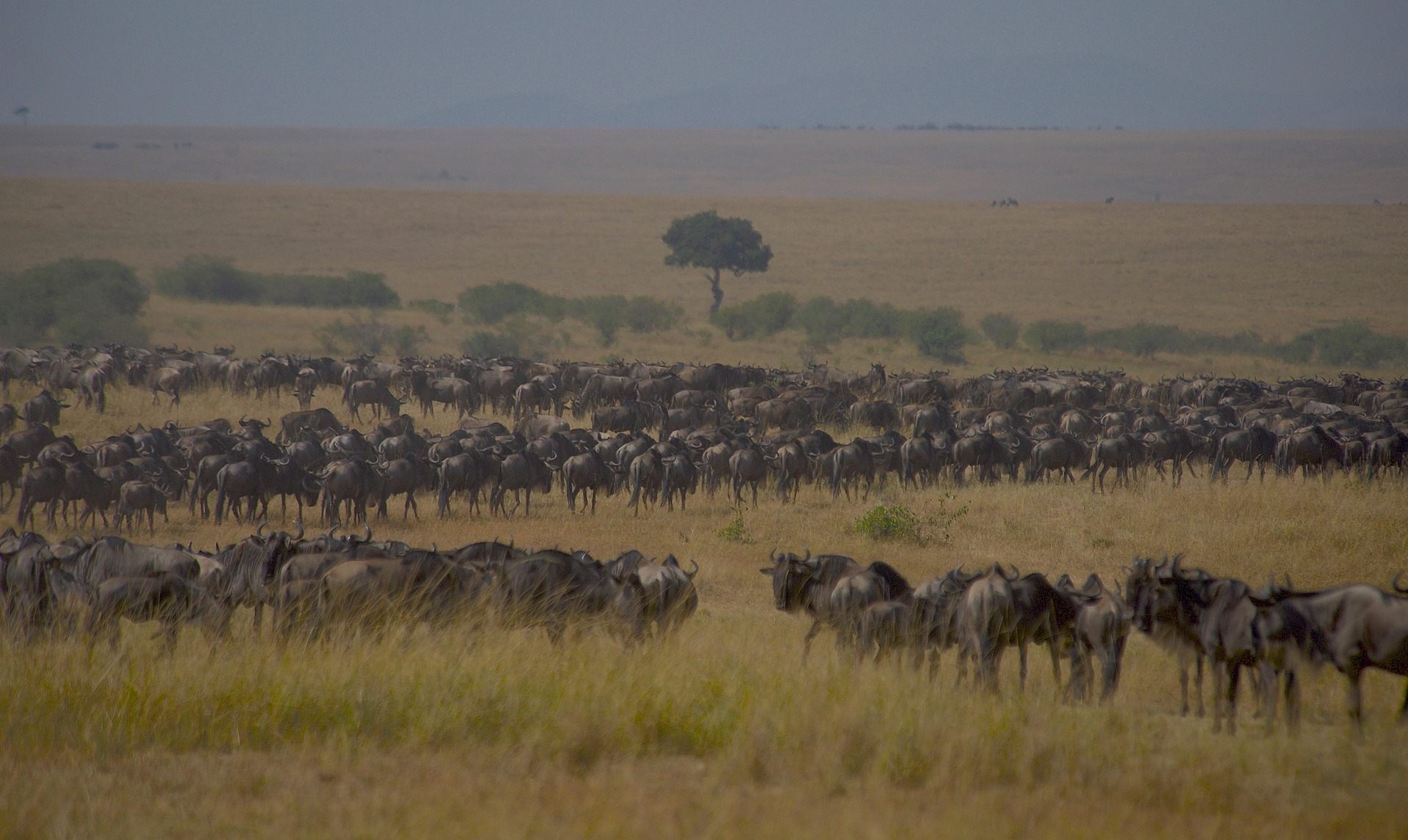 Witness the Great Migration in Masai Mara Kenya safari